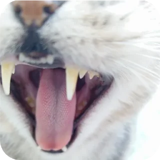 🐱 emoji Мой писюсик>>> @Stikerhi_bot Telegram sticker 16 of 37