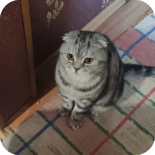 🐱 emoji Мой писюсик>>> @Stikerhi_bot Telegram sticker 12 of 37