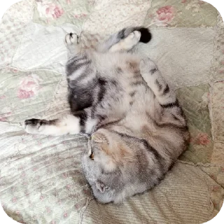🐱 emoji Мой писюсик>>> @Stikerhi_bot Telegram sticker 2 of 37
