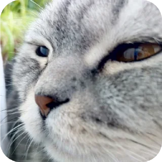 🐱 emoji Мой писюсик>>> @Stikerhi_bot Telegram sticker 18 of 37