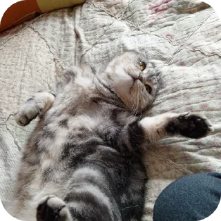 🐱 emoji Мой писюсик>>> @Stikerhi_bot Telegram sticker 4 of 37