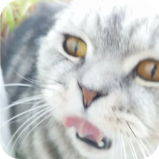 🐱 emoji Мой писюсик>>> @Stikerhi_bot Telegram sticker 17 of 37