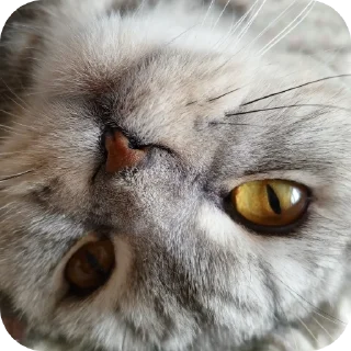 🐱 emoji Мой писюсик>>> @Stikerhi_bot Telegram sticker 3 of 37