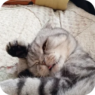 🐱 emoji Мой писюсик>>> @Stikerhi_bot Telegram sticker 1 of 37