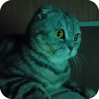🐱 emoji Мой писюсик>>> @Stikerhi_bot Telegram sticker 21 of 37