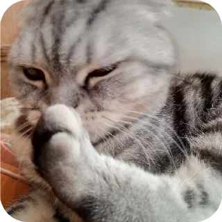🐱 emoji Мой писюсик>>> @Stikerhi_bot Telegram sticker 11 of 37
