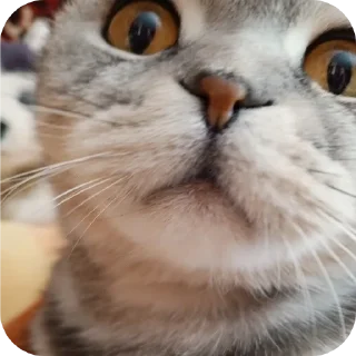🐱 emoji Мой писюсик>>> @Stikerhi_bot Telegram sticker 7 of 37