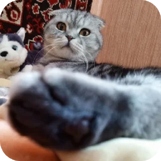 🐱 emoji Мой писюсик>>> @Stikerhi_bot Telegram sticker 9 of 37
