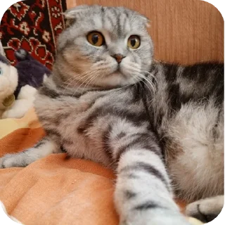 🐱 emoji Мой писюсик>>> @Stikerhi_bot Telegram sticker 8 of 37