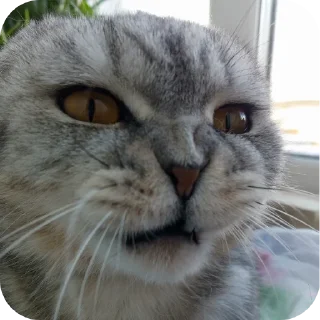 🐱 emoji Мой писюсик>>> @Stikerhi_bot Telegram sticker 13 of 37