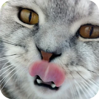 🐱 emoji Мой писюсик>>> @Stikerhi_bot Telegram sticker 15 of 37