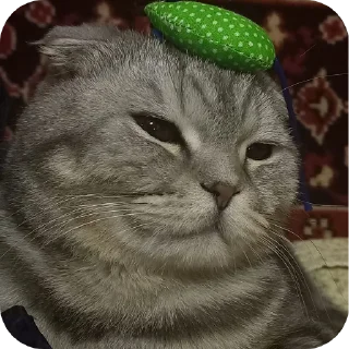 🐱 emoji Мой писюсик>>> @Stikerhi_bot Telegram sticker 23 of 37