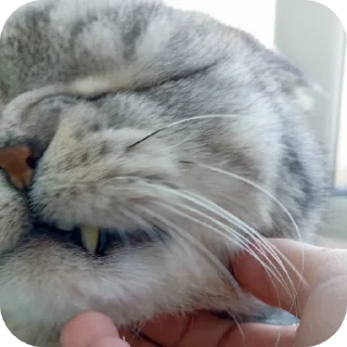 🐱 emoji Мой писюсик>>> @Stikerhi_bot Telegram sticker 19 of 37