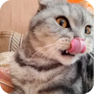 🐱 emoji Мой писюсик>>> @Stikerhi_bot Telegram sticker 10 of 37