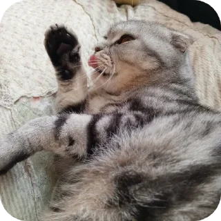 🐱 emoji Мой писюсик>>> @Stikerhi_bot Telegram sticker 5 of 37