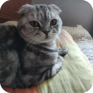 🐱 emoji Мой писюсик>>> @Stikerhi_bot Telegram sticker 20 of 37