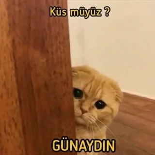😿 emoji günel, kiməm mən pack by @QuotLyBot Telegram sticker 23 of 119