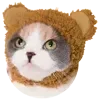 🐻 emoji VPN 👉 @gptVPNrbot Telegram sticker 6 of 143