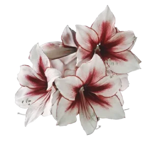 🥀 emoji @lilyglassl    ⁛ ₊‌°˟‌ ƿⲏʀ૦ʟ૦ν Telegram sticker 1 of 95
