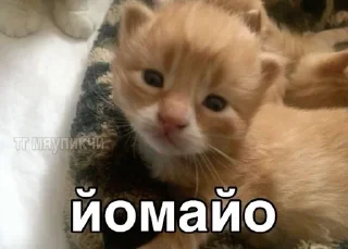🌟 emoji Mems Telegram sticker 16 of 31