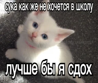 Sticker from пипяу