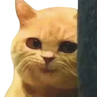 😏 emoji @just_a_humble_cat Many Cats Telegram sticker 14 of 120