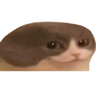 😏 emoji @just_a_humble_cat Many Cats Telegram sticker 15 of 120