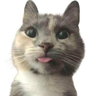 😛 emoji @just_a_humble_cat Many Cats Telegram sticker 22 of 120