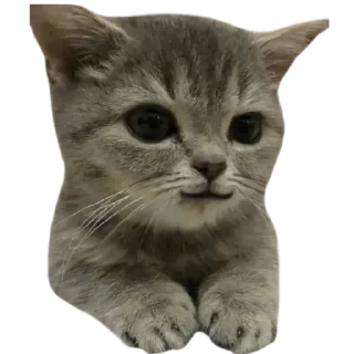 🙂 emoji @just_a_humble_cat Many Cats Telegram sticker 6 of 120