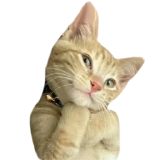 😋 emoji @just_a_humble_cat Many Cats Telegram sticker 9 of 120