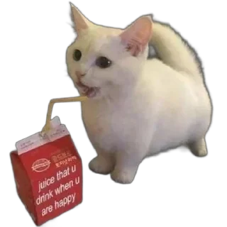 😜 emoji @just_a_humble_cat Many Cats Telegram sticker 11 of 120