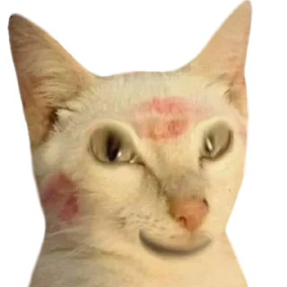 🥰 emoji @just_a_humble_cat Many Cats Telegram sticker 18 of 120