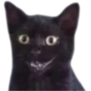 😁 emoji @just_a_humble_cat Many Cats Telegram sticker 17 of 120