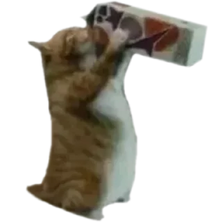 😋 emoji @just_a_humble_cat Many Cats Telegram sticker 12 of 120