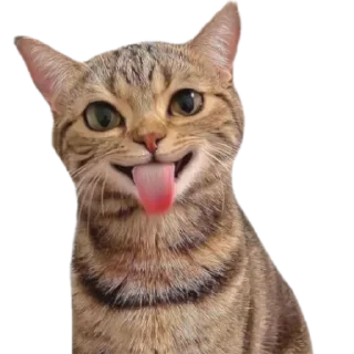 😜 emoji @just_a_humble_cat Many Cats Telegram sticker 24 of 120