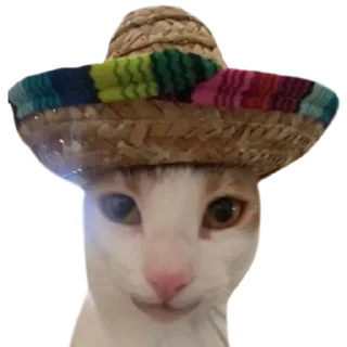 🙂 emoji @just_a_humble_cat Many Cats Telegram sticker 7 of 120