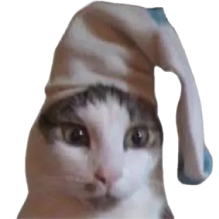 ☺️ emoji @just_a_humble_cat Many Cats Telegram sticker 2 of 120