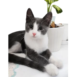 ☺️ emoji @just_a_humble_cat Many Cats Telegram sticker 5 of 120