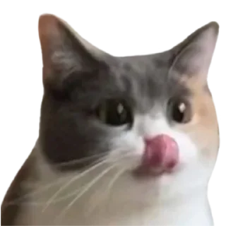 😋 emoji @just_a_humble_cat Many Cats Telegram sticker 23 of 120
