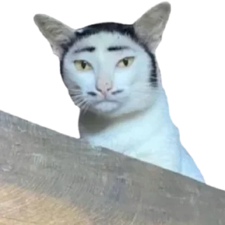 😏 emoji @just_a_humble_cat Many Cats Telegram sticker 13 of 120