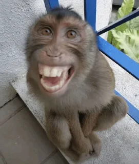 Sticker from Monkeys | author:@tayaJei