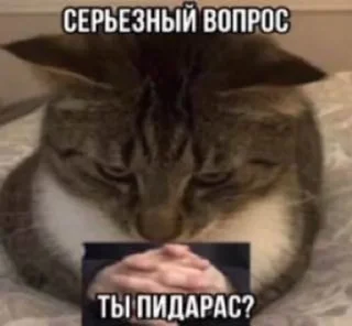 Sticker from коты и чучутб нет @poison_glrl