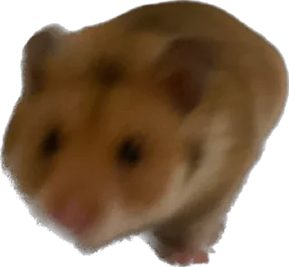 Sticker from буба хомяк 🐹