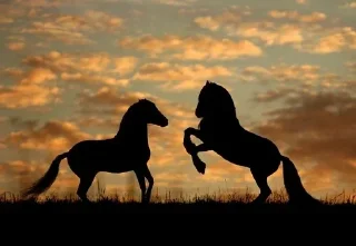 Sticker from Horse