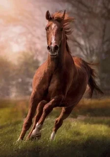 Sticker from Horse
