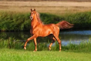 Sticker from Horse