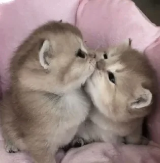 🤍 emoji стики дишки Telegram sticker 9 of 44