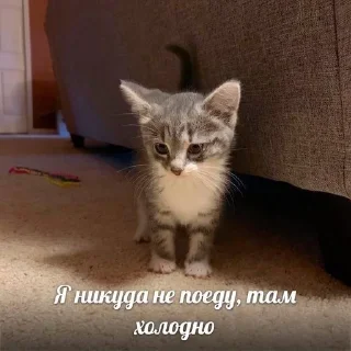 Sticker from кот??-Tyevan