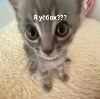 Sticker from кот??-Tyevan