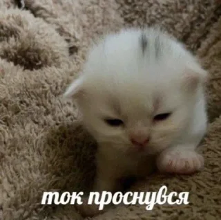Sticker from кот??-Tyevan